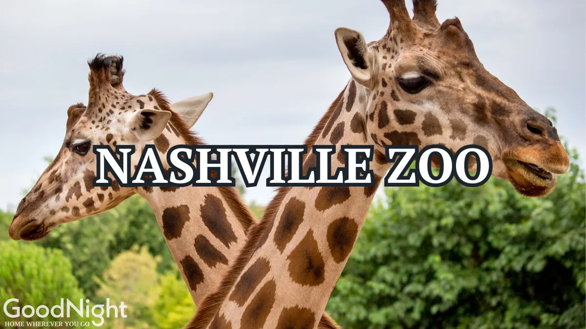 A joyful scene set at the Nashville Zoo, featuring giraffes in a lush, green environment. The image conveys excitement and the possibility of close animal encounters, highlighting an interactive and educational atmosphere.